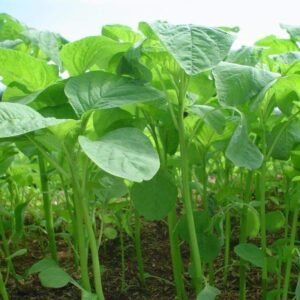 Green Super Stem Amarnath seeds