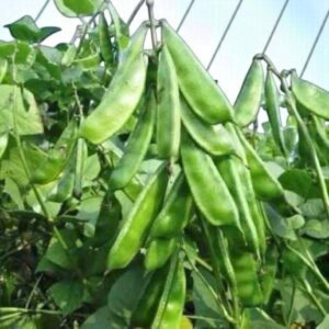 Close-up of Bari-1 Country Sheem pods growing on trellis-supported climbing bean plant
