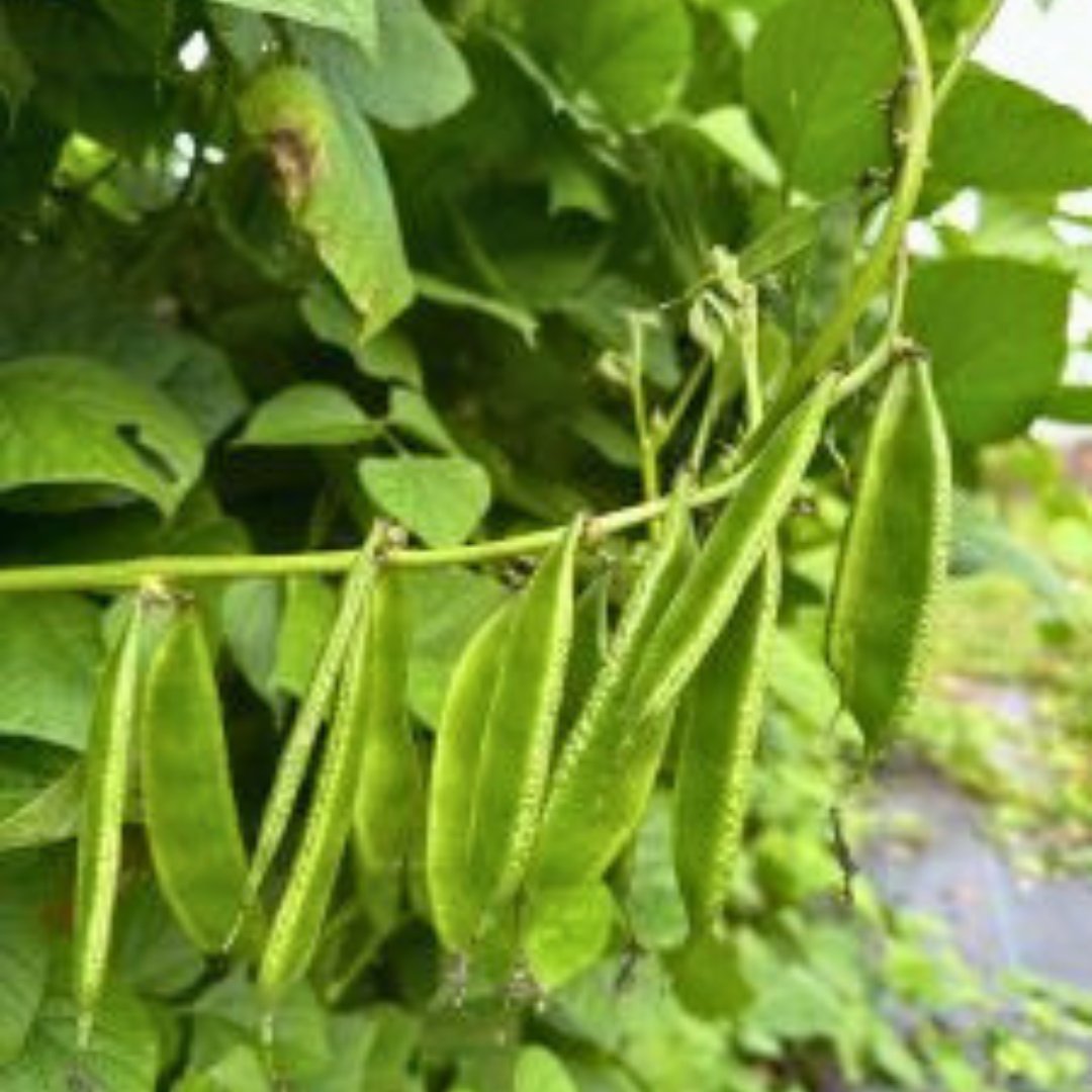 Flat green Bari-1 lablab bean pods growing on vigorous hyacinth bean plant