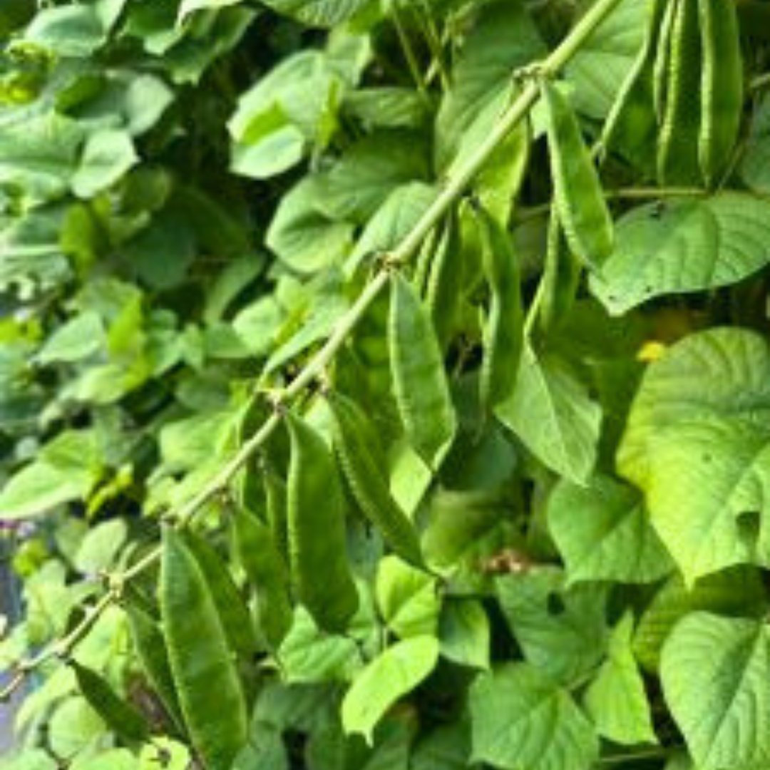 Bari-1 hyacinth bean pod cluster isolated for country sheem seed product listing