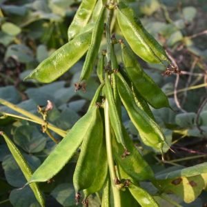 Bari-1 hyacinth bean pods hanging in clusters from productive climbing lablab bean vine