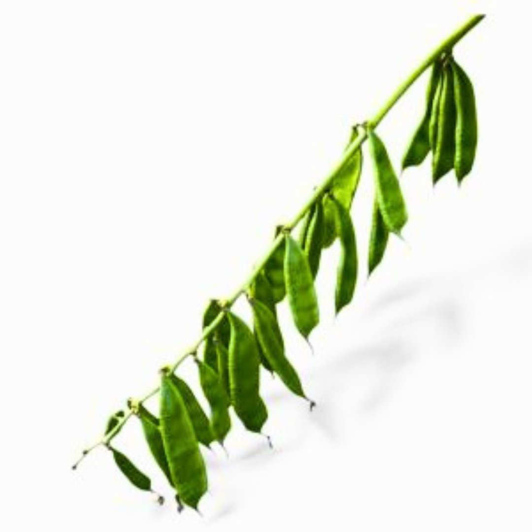 Fresh Bari-1 country bean pods hanging from productive climbing vine in garden