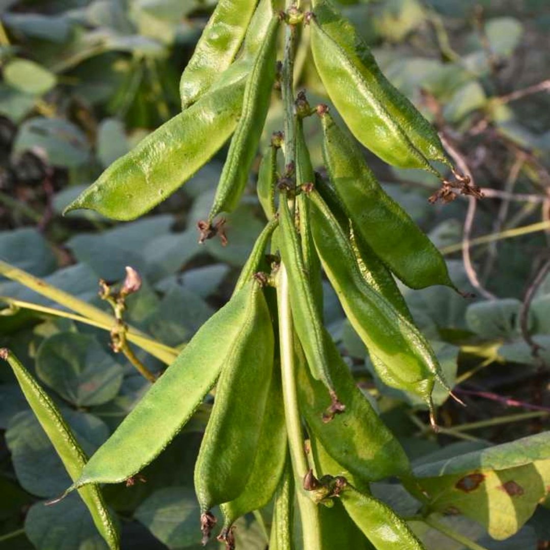 Bari-1 hyacinth bean pods hanging in clusters from productive climbing lablab bean vine