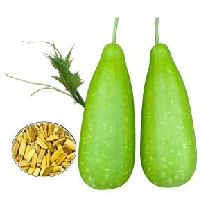 Bottle Gourd Lovely Bangladeshi Lau fruit and seeds – Organic heirloom Non-GMO calabash