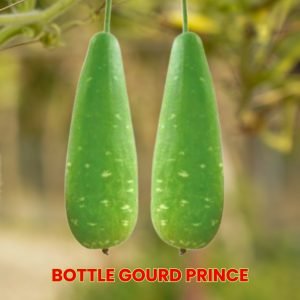 bottle gourd prince seeds for planting, lagenaria siceraria calabash vegetable