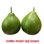 Bottle Gourd Raj Round F1 Seeds producing uniform round bottle gourds with smooth green skin growing on vigorous climbing vines in a healthy garden.