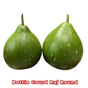 Bottle Gourd Raj Round F1 Seeds producing uniform round bottle gourds with smooth green skin growing on vigorous climbing vines in a healthy garden.