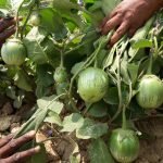 Brinjal Nice Ball Seeds producing shiny green round eggplants growing on healthy plants in a productive vegetable garden.