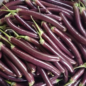 Brinjal Profit Raj Seeds producing long shiny purple eggplants growing on healthy, high-yield plants in a vegetable garden.