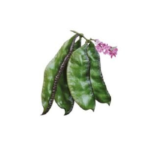 Mayabigaddah Hyacinth Bean Seeds