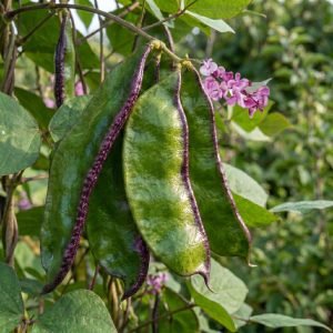 Mayabigaddah Hyacinth Bean pods with pink flowers – Country Bean Lablab purpureus seeds for planting by Mahin Agro