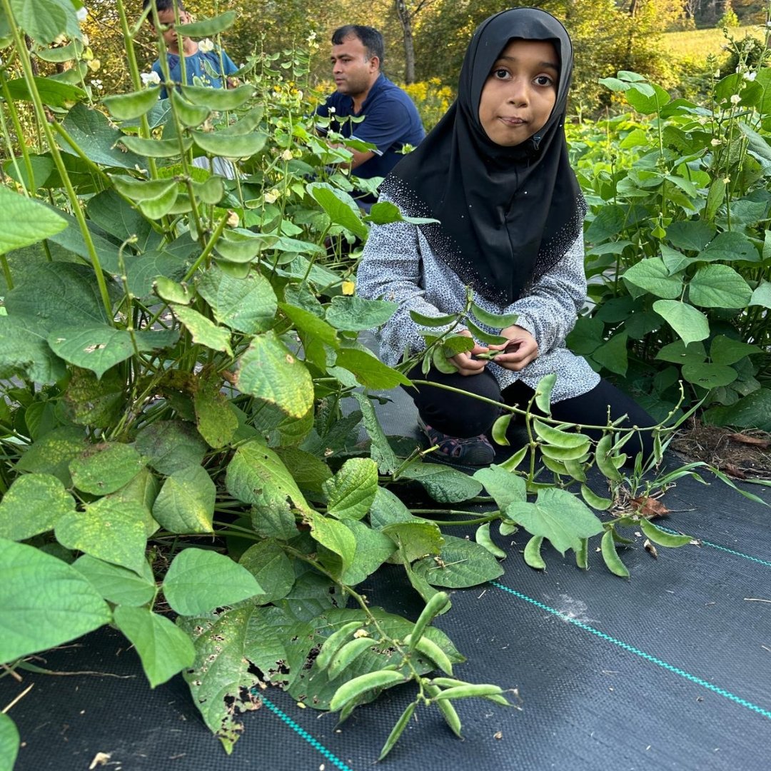 Kerala Sheem bean plants in home garden with mature flat pods ready for harvest