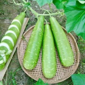 Bottle Gourd Nice Green Seeds, lagenaria siceraria calabash long smooth bottle gourd
