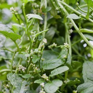 pui shak green regular thin vine spinach seeds
