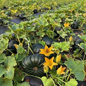 Pumpkin Siam-1 Seeds producing deep green Cucurbita maxima pumpkins growing on vigorous vines in a productive vegetable field