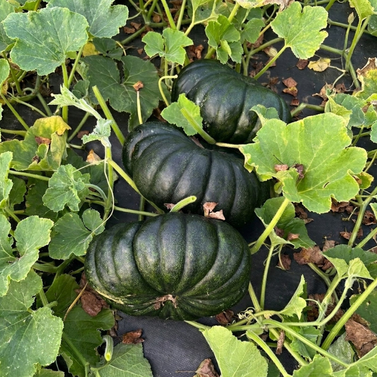 • Pumpkin Siam-1 plants with deep green fruit and yellow blossoms in field