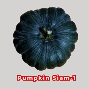 Pumpkin Siam-1 Seeds producing deep green smooth-skinned pumpkins (Cucurbita maxima) growing on healthy vigorous vines