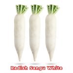 Radish Sangu White Seeds producing long milky white Daikon radishes (Raphanus sativus) growing in fertile garden soil