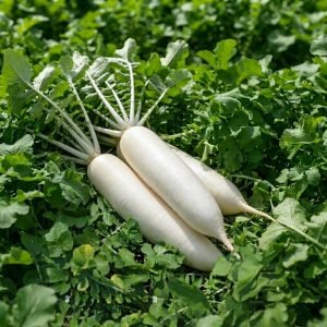 Fresh Radish Sangu White (Raphanus sativus) growing in the garden with long milky white roots ready for harvest