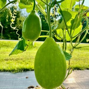 Bottle Gourd Surma Round Seeds, lagenaria siceraria round fruit, calabash vine growing in garden