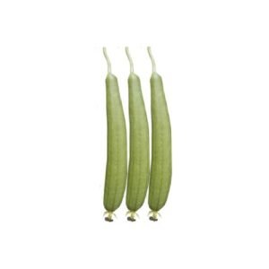 Sponge Gourd Seeds – White Angle For Planting