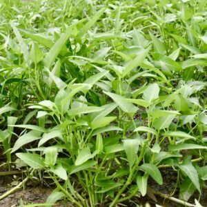 water spinach