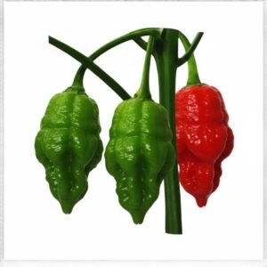 Chili - Naga Jolokia Seeds For Planting || Naga Morich