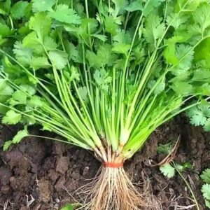 Coriander Cilantro plant growing in soil