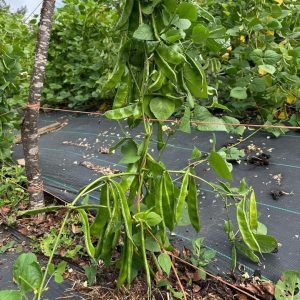 Kerala Sheem climbing bean plants trained on trellis rows in field garden production