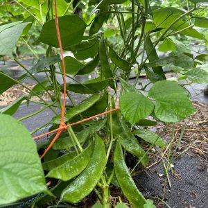 Kerala hyacinth bean vine with tender flat green pods growing on trellis support in warm-season garden