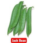 Jack Bean Seeds (Canavalia ensiformis) - Sword Bean pods ready for harvest