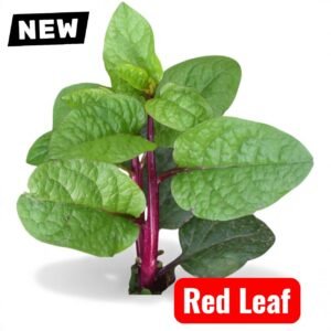 Pui shak || Red Leaf Indian Spinach Seeds