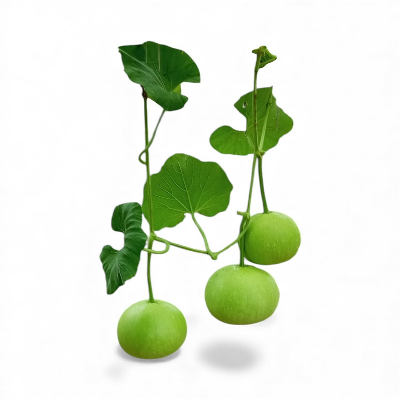 Bottle Gourd || Light Queen Round Bottle Gourd Seeds - Image 3