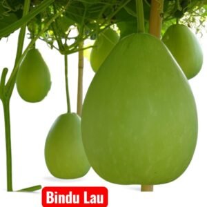 Bottle Gourd Bindu Lau hybrid fruits growing on vine, Lagenaria siceraria Bindu calabash vegetable seeds, High-yield bottle gourd variety for home garden