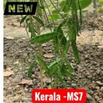 Kerala Sheem climbing bean vine with flat green country bean pods growing on vertical support