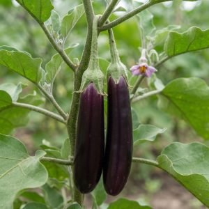 Eggplant Delight-L Seeds producing long glossy purple brinjal fruits growing on healthy plants in a vegetable garden