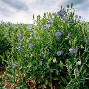 • Khesari Kalay Shak Grass Pea Lathyrus sativus seeds for sale by Mahin Agro