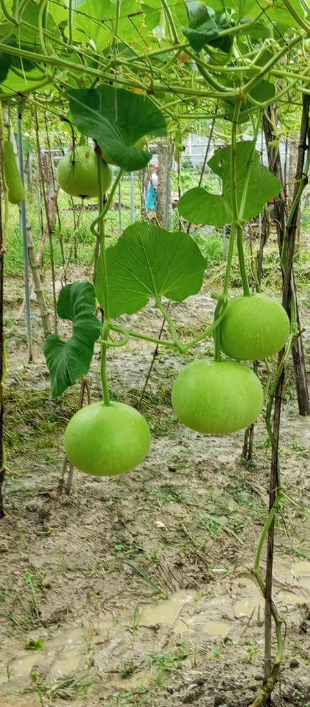 Bottle Gourd || Light Queen Round Bottle Gourd Seeds - Image 2