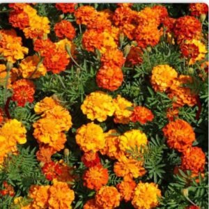 french marigold sparky mix flowers