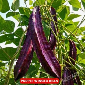 • Purple Winged Bean Delight pods growing on climbing vine, • Mahin Agro Purple Winged Bean Delight seed pods on the vine