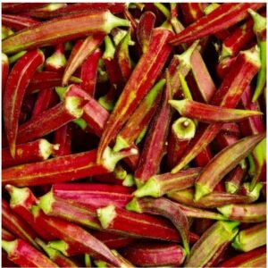 Red burgundy okra pods heirloom variety