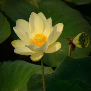 Lotus Wildflower American Lotus flower with creamy white petals and yellow center blooming above pond foliage