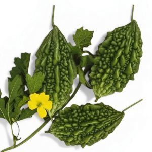 Bitter Gourd Giant Bolder Hybrid Seeds producing large green bitter gourds with deeply ridged skin, displayed with fresh vine leaves and yellow blossoms for home and market gardens.