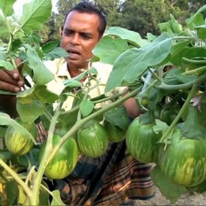 Noyonkajol brinjal fresh harvest attractive green eggplant fruits
