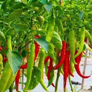 Green Chili Hot Pepper Seeds