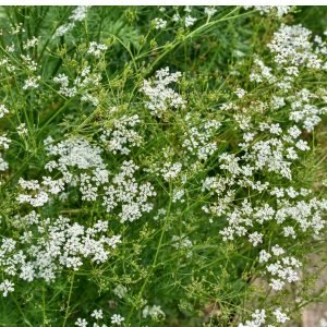 Cumin herb plants growing in garden with delicate green foliage and small flower clusters
