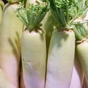 Minowase-Type Daikon Dadish Seeds