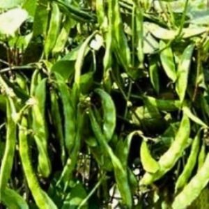 Knoldog country bean pods fresh harvest green hyacinth bean variety