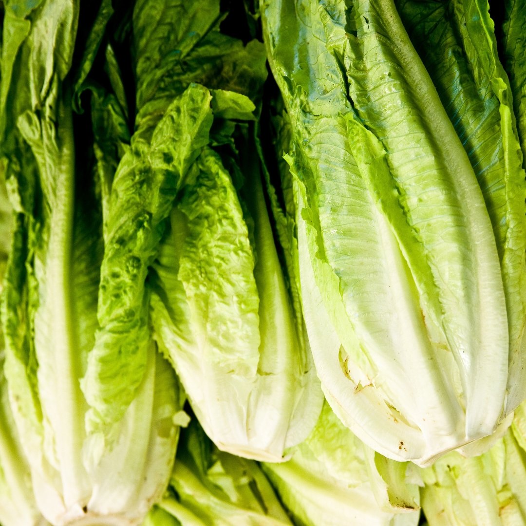 Lettuce Romaine Giant Caesar whole romaine head with crunchy green leaves isolated on white background