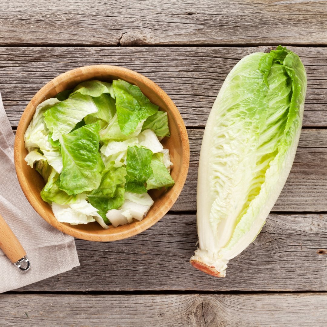 Fresh chopped romaine lettuce from Giant Caesar variety in bowl beside full romaine head